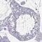 IQ Motif Containing D antibody, PA5-61336, Invitrogen Antibodies, Immunohistochemistry paraffin image 