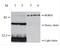 CCCTC-Binding Factor Like antibody, NBP2-52405, Novus Biologicals, Immunoprecipitation image 
