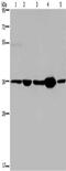 Leucine Zipper Transcription Factor Like 1 antibody, CSB-PA217118, Cusabio, Western Blot image 