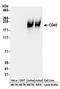 CD45 antibody, A304-376A, Bethyl Labs, Western Blot image 