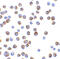 BCL2 Like 11 antibody, 3405, ProSci, Immunocytochemistry image 
