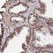 Zinc Finger Protein 593 antibody, PA5-63715, Invitrogen Antibodies, Immunohistochemistry frozen image 