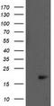 Baculoviral IAP repeat-containing protein 5 antibody, CF502234, Origene, Western Blot image 