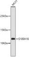 S100 Calcium Binding Protein A16 antibody, 14-371, ProSci, Western Blot image 