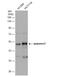 Pygopus Family PHD Finger 2 antibody, NBP2-20020, Novus Biologicals, Western Blot image 