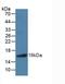 BN antibody, LS-C663165, Lifespan Biosciences, Western Blot image 