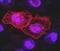 TNF Receptor Superfamily Member 10a antibody, NBP2-31343, Novus Biologicals, Immunofluorescence image 