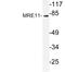 MRE11 Homolog, Double Strand Break Repair Nuclease antibody, LS-C176685, Lifespan Biosciences, Western Blot image 