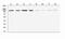 Leucyl-TRNA Synthetase antibody, A01109, Boster Biological Technology, Western Blot image 