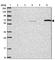 CCZ1 Homolog, Vacuolar Protein Trafficking And Biogenesis Associated antibody, HPA050006, Atlas Antibodies, Western Blot image 