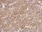 P21 (RAC1) Activated Kinase 6 antibody, PA5-28674, Invitrogen Antibodies, Immunohistochemistry frozen image 