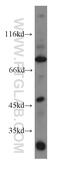 ArfGAP With Coiled-Coil, Ankyrin Repeat And PH Domains 1 antibody, 20135-1-AP, Proteintech Group, Western Blot image 