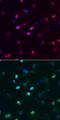 SRY-Box 6 antibody, MAB7759, R&D Systems, Immunofluorescence image 