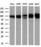 GRIP1 Associated Protein 1 antibody, MA5-25032, Invitrogen Antibodies, Western Blot image 