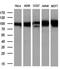 GRIP1 Associated Protein 1 antibody, MA5-25032, Invitrogen Antibodies, Western Blot image 