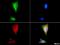 Heat Shock Protein 90 Alpha Family Class B Member 1 antibody, NBP1-77561, Novus Biologicals, Immunocytochemistry image 