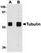 alpha-Tubulin antibody, orb75170, Biorbyt, Western Blot image 