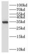 Phosphopantothenoylcysteine Synthetase antibody, FNab06669, FineTest, Western Blot image 