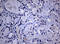 DNA Polymerase Iota antibody, LS-C789219, Lifespan Biosciences, Immunohistochemistry paraffin image 