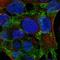 Discs Large MAGUK Scaffold Protein 2 antibody, HPA023896, Atlas Antibodies, Immunofluorescence image 