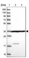 Calponin 2 antibody, NBP2-13848, Novus Biologicals, Western Blot image 