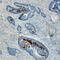 Regenerating islet-derived protein 4 antibody, AF1379, R&D Systems, Immunohistochemistry paraffin image 