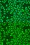 Decapping MRNA 2 antibody, GTX32554, GeneTex, Immunofluorescence image 