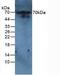 Interleukin 6 Receptor antibody, LS-C300851, Lifespan Biosciences, Western Blot image 