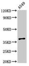 Progestin And AdipoQ Receptor Family Member 5 antibody, LS-C398018, Lifespan Biosciences, Western Blot image 