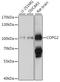 Coatomer Protein Complex Subunit Gamma 2 antibody, A10090, Boster Biological Technology, Western Blot image 