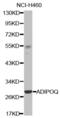 Adiponectin, C1Q And Collagen Domain Containing antibody, abx001981, Abbexa, Western Blot image 