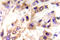 Eukaryotic Translation Initiation Factor 4E antibody, LS-C178084, Lifespan Biosciences, Immunohistochemistry paraffin image 