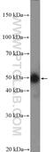 cAMP-dependent protein kinase catalytic subunit beta antibody, 12232-1-AP, Proteintech Group, Western Blot image 