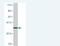 ZNF306 antibody, H00080317-M09, Novus Biologicals, Western Blot image 