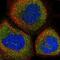 Calmodulin-binding transcription activator 1 antibody, NBP1-93620, Novus Biologicals, Immunofluorescence image 