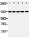 Prominin 1 antibody, GTX12301, GeneTex, Western Blot image 