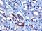F-Box And WD Repeat Domain Containing 2 antibody, PA5-18189, Invitrogen Antibodies, Immunohistochemistry paraffin image 
