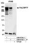 Bromodomain PHD Finger Transcription Factor antibody, A300-973A, Bethyl Labs, Immunoprecipitation image 