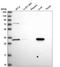 Hydroxyacyl-CoA Dehydrogenase antibody, HPA043888, Atlas Antibodies, Western Blot image 
