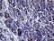 Interleukin 24 antibody, MA5-27140, Invitrogen Antibodies, Immunohistochemistry frozen image 