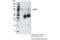 Forkhead Box M1 antibody, 20459S, Cell Signaling Technology, Immunoprecipitation image 