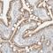 Transmembrane Protein 87B antibody, HPA035183, Atlas Antibodies, Immunohistochemistry frozen image 