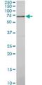 Synapsin I antibody, H00006853-M06, Novus Biologicals, Western Blot image 