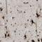 Tetraspanin 3 antibody, HPA015996, Atlas Antibodies, Immunohistochemistry frozen image 