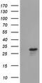 RASD Family Member 2 antibody, CF502072, Origene, Western Blot image 