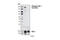 Insulin Receptor Substrate 1 antibody, 3066S, Cell Signaling Technology, Western Blot image 