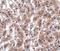 Thioesterase superfamily member 4 antibody, NBP1-77360, Novus Biologicals, Immunohistochemistry frozen image 