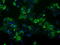 Fumarylacetoacetate Hydrolase Domain Containing 2A antibody, LS-C114995, Lifespan Biosciences, Immunofluorescence image 