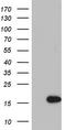 Interleukin 1 Receptor Antagonist antibody, LS-C789839, Lifespan Biosciences, Western Blot image 