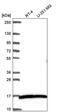 Myosin Light Chain 3 antibody, PA5-66551, Invitrogen Antibodies, Western Blot image 